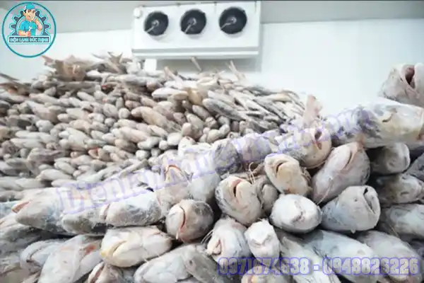 Mua Bán Lắp Đặt Kho Lạnh Bảo Quản Cá Cũ Mới Giá Rẻ4