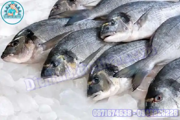 Mua Bán Lắp Đặt Kho Lạnh Bảo Quản Cá Cũ Mới Giá Rẻ5