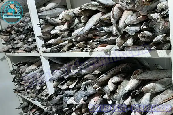 Mua Bán Lắp Đặt Kho Lạnh Bảo Quản Cá Cũ Mới Giá Rẻ7