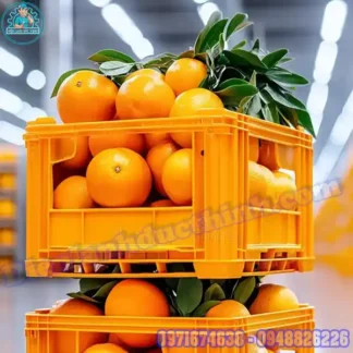 Thiết Kế Lắp Đặt Kho Lạnh Bảo Quản Cam Chuyên Nghiệp