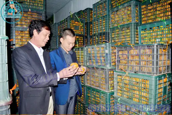 Thiết Kế Lắp Đặt Kho Lạnh Bảo Quản Cam Chuyên Nghiệp3