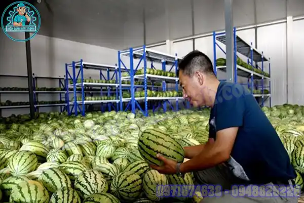 Lắp Đặt & Báo Giá Kho Lạnh Bảo Quản Dưa Cũ Mới4