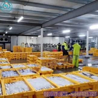Kho Lạnh Bảo Quản Hải Sản Đạt Chuẩn HACCP, ISO, FDA