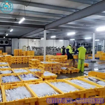 Kho Lạnh Bảo Quản Hải Sản Đạt Chuẩn HACCP, ISO, FDA