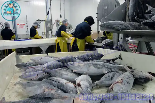 Kho Lạnh Bảo Quản Hải Sản Đạt Chuẩn HACCP, ISO, FDA8