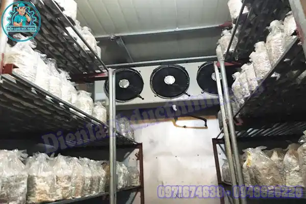 Báo Giá Kho Lạnh Bảo Quản Nấm Rơm, Nấm Hương Mới & Cũ1