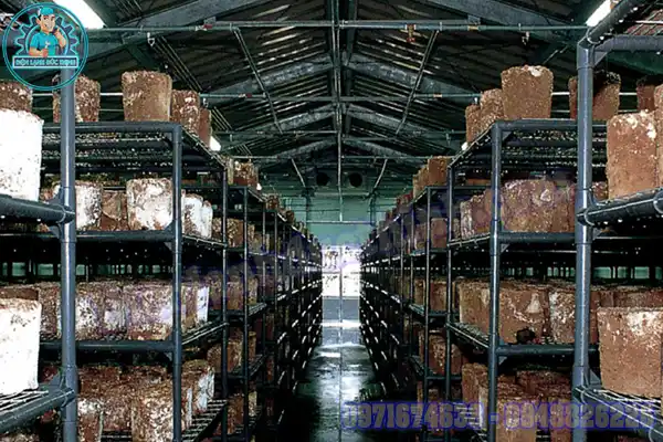 Báo Giá Kho Lạnh Bảo Quản Nấm Rơm, Nấm Hương Mới & Cũ2