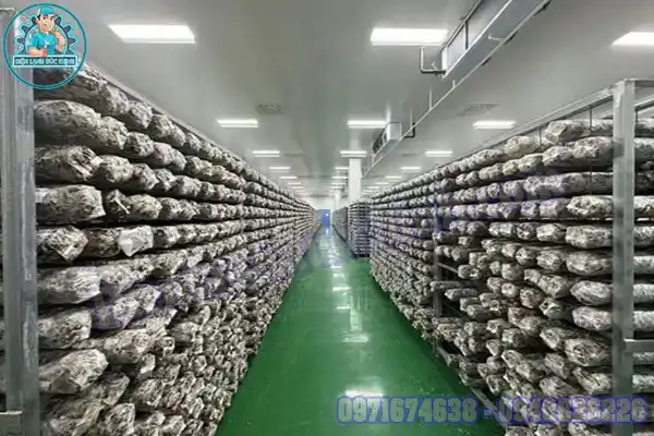 Báo Giá Kho Lạnh Bảo Quản Nấm Rơm, Nấm Hương Mới & Cũ3