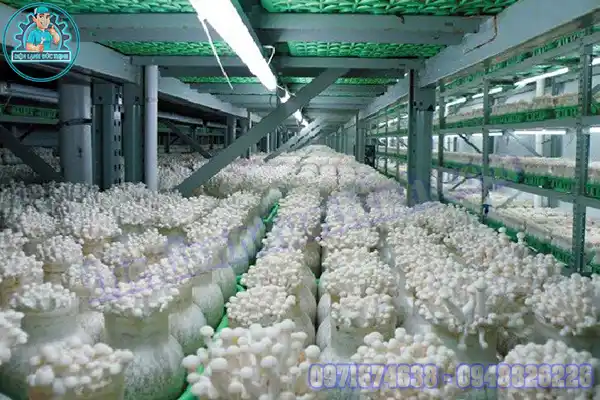 Báo Giá Kho Lạnh Bảo Quản Nấm Rơm, Nấm Hương Mới & Cũ4