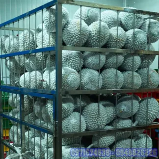 Lắp Đặt Kho Lạnh Bảo Quản Sầu Riêng Giá Tốt Nhất Việt Nam