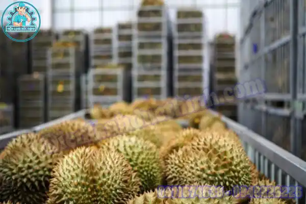 Lắp Đặt Kho Lạnh Bảo Quản Sầu Riêng Giá Tốt Nhất Việt Nam1