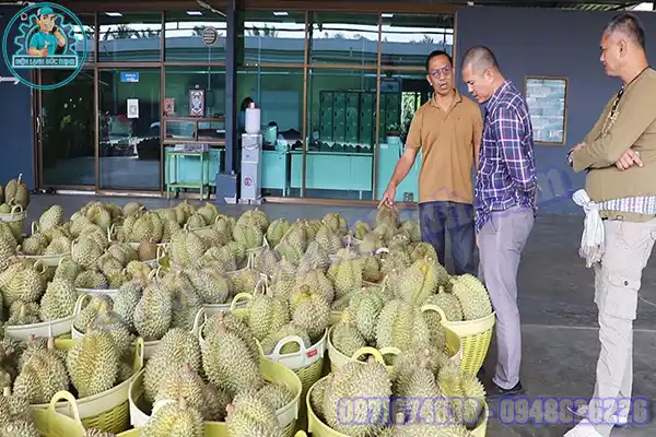 Lắp Đặt Kho Lạnh Bảo Quản Sầu Riêng Giá Tốt Nhất Việt Nam2