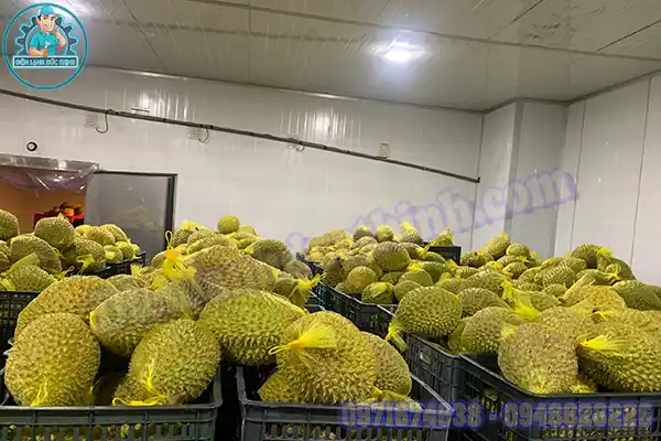 Lắp Đặt Kho Lạnh Bảo Quản Sầu Riêng Giá Tốt Nhất Việt Nam3