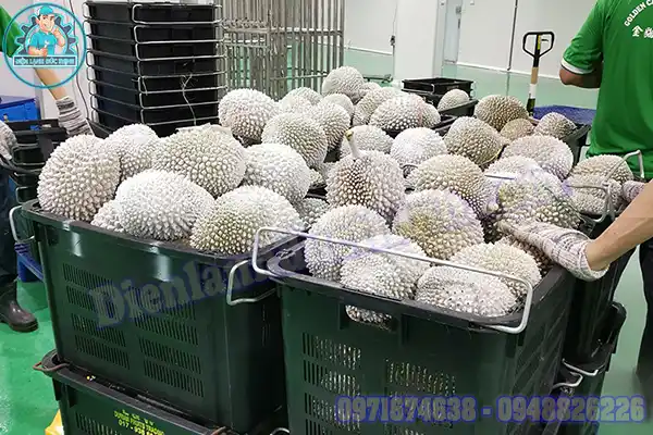 Lắp Đặt Kho Lạnh Bảo Quản Sầu Riêng Giá Tốt Nhất Việt Nam4
