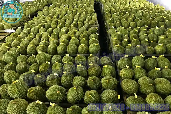 Lắp Đặt Kho Lạnh Bảo Quản Sầu Riêng Giá Tốt Nhất Việt Nam5