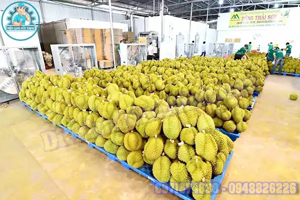 Lắp Đặt Kho Lạnh Bảo Quản Sầu Riêng Giá Tốt Nhất Việt Nam7