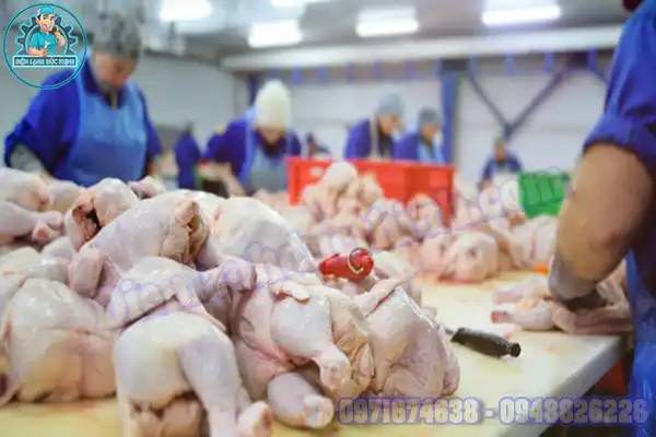 Lắp Đặt Kho Lạnh Bảo Quản Thịt Gà Mới & Cũ 1
