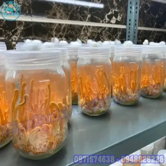 Lắp Đặt Kho Lạnh Nuôi Đông Trùng Hạ Thảo Tối Ưu Chi Phí