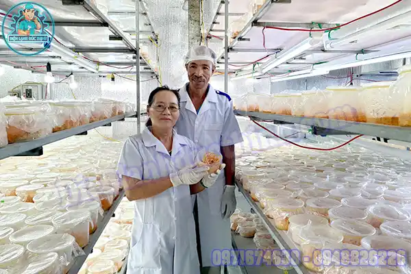 Tác dụng nấm đông trùng hạ thảo khô