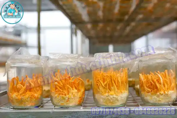 Liều dụng đông trùng hạ thảo
