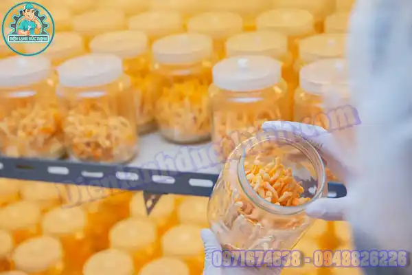 Đông trùng hạ thảo trồng ở đâu