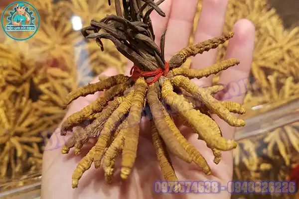 Tác dụng đông trùng hạ thảo Tây Tạng