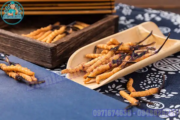Các loại đông trùng hạ thảo khô