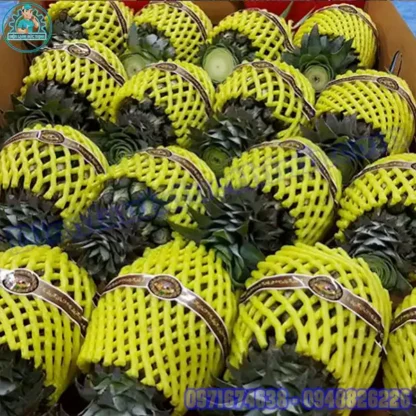 Mua Bán Lắp Đặt Kho Lạnh Bảo Quản Dứa Cũ Mới Giá Rẻ