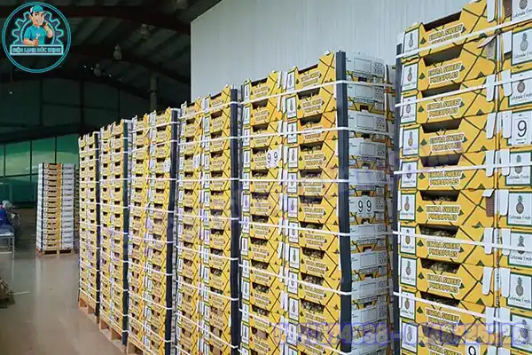 Mua Bán Lắp Đặt Kho Lạnh Bảo Quản Dứa Cũ Mới Giá Rẻ4