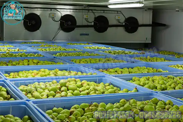 Lắp Đặt Kho Lạnh Bảo Quản Hoa Quả Cũ Mới1
