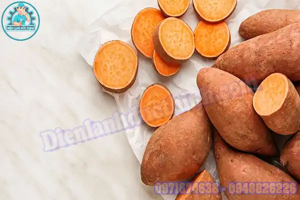 Lắp Đặt Kho Lạnh Bảo Quản Khoai Cũ & Mới3