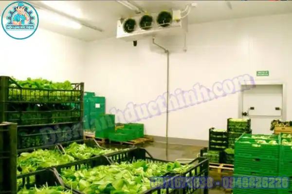 Lắp Đặt Kho Lạnh Bảo Quản Rau Mới & Cũ4