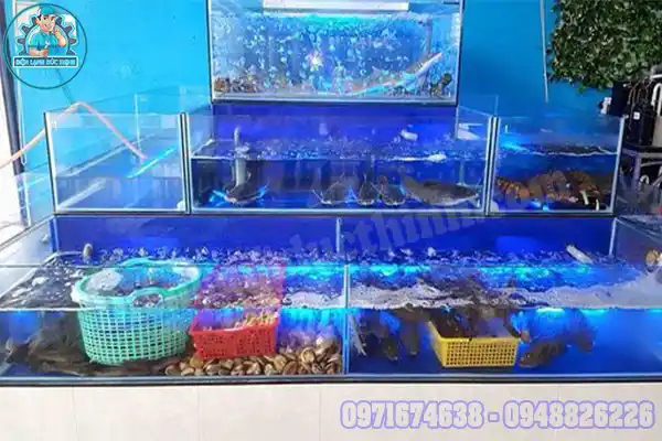 Chuyên Lắp Đặt Máy Làm Lạnh Bể Cá Hồ Thủy Sinh Giá Rẻ2