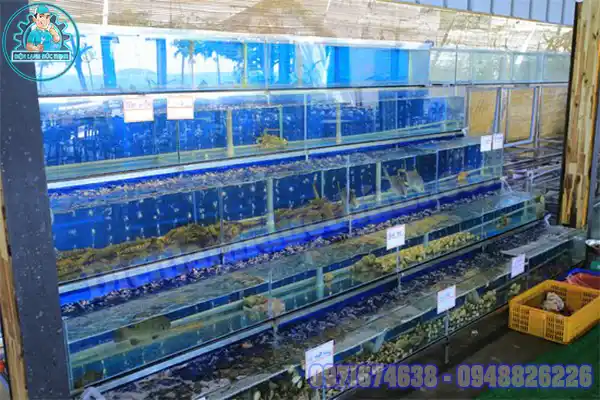 Thanh lý máy làm lạnh hồ cá