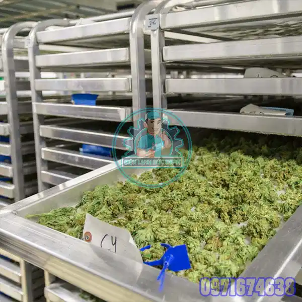 Dược Liệu Sấy Nhiệt Được Không? Có Giữ Được Hoạt Chất Không?