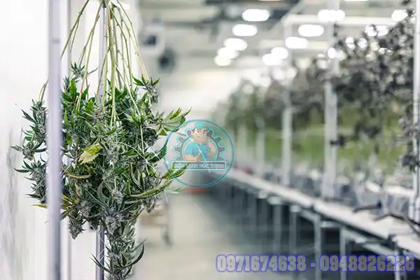 Dược Liệu Sấy Nhiệt Được Không? Có Giữ Được Hoạt Chất Không?