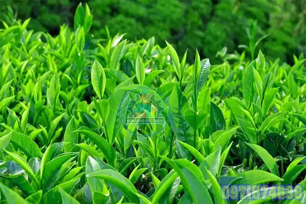 Hệ Thống Sấy Trà Xanh Công Nghiệp | Sấy Đối Lưu – Heat Pump