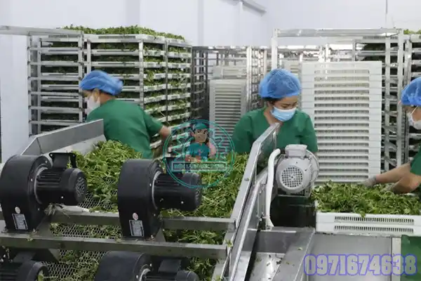 Hệ Thống Sấy Trà Xanh Công Nghiệp | Sấy Đối Lưu – Heat Pump