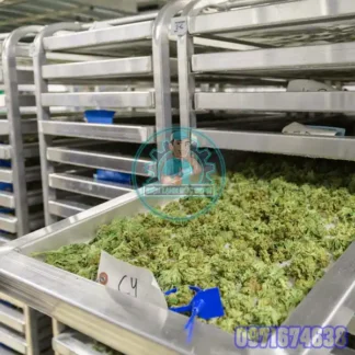 Phòng Sấy Dược Liệu Công Nghiệp – Sấy Nhanh, Giữ Dưỡng Chất