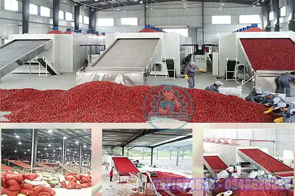 Máy sấy hoa quả công nghiệp