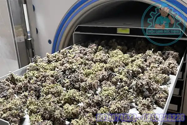 Máy sấy thuốc nam