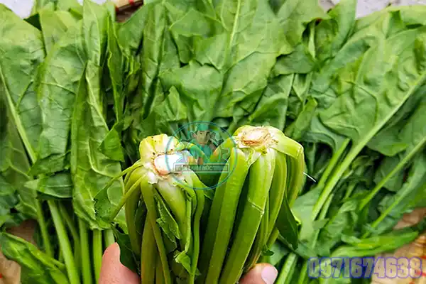 Máy Sấy Cải Bó Xôi Công Nghiệp | Thiết Kế Theo Yêu Cầu