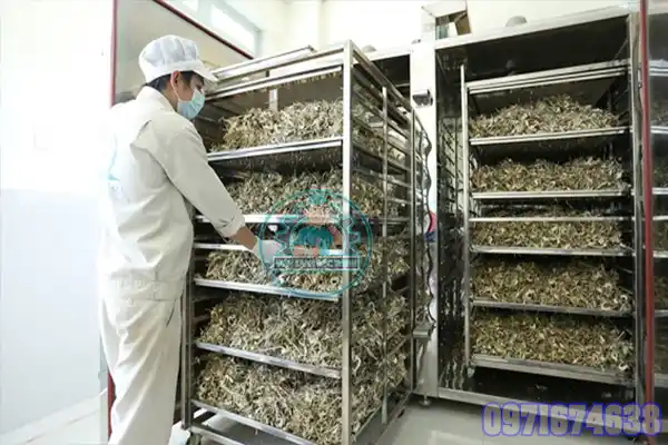 Máy Sấy Cải Bó Xôi Công Nghiệp | Thiết Kế Theo Yêu Cầu