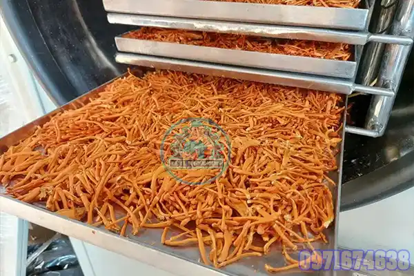 Máy Sấy Đông Trùng Hạ Thảo Công Nghiệp | Phòng Sấy Chuẩn Kỹ Thuật