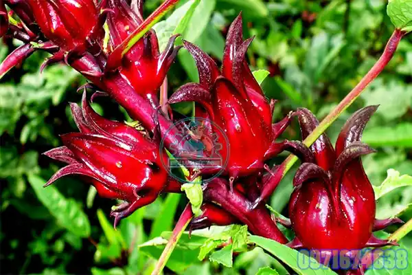 Máy Sấy Hoa Atiso Công Nghiệp | Phòng Sấy Dược Liệu 1–10 Tấn