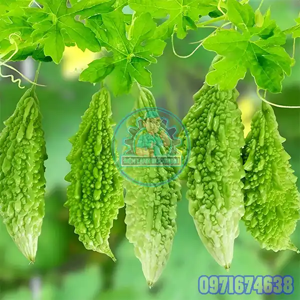 Máy Sấy Mướp Đắng Công Nghiệp Thiết Kế Theo Yêu Cầu Máy Sấy Mướp Đắng Công Nghiệp Thiết Kế Theo Yêu Cầu