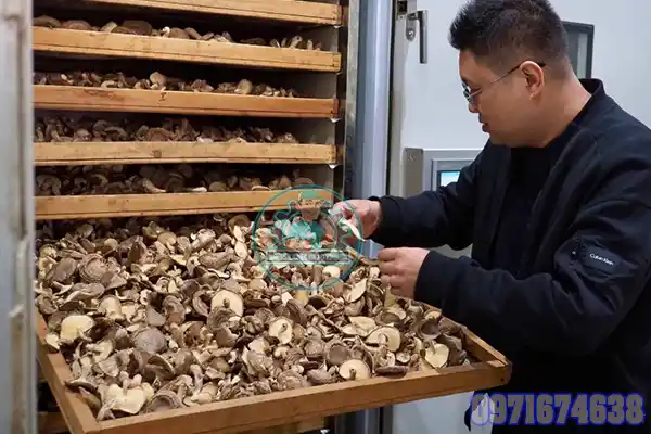 Máy Sấy Nấm Đông Cô | Phòng Sấy Nấm Hương Công Nghiệp