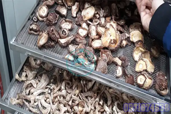 Máy Sấy Nấm Đông Cô | Phòng Sấy Nấm Hương Công Nghiệp