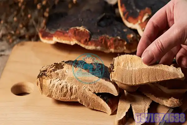 Máy Sấy Nấm Linh Chi Công Nghiệp | Phòng Sấy Dược Liệu 1–10 Tấn