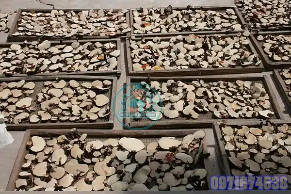 Máy Sấy Nấm Rơm | Phòng Sấy Nấm Rơm Công Nghiệp